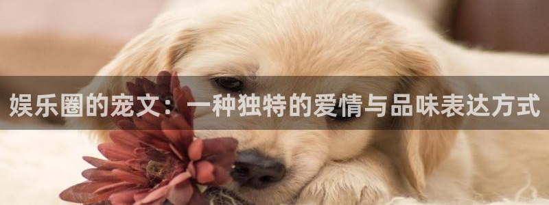 AB娱乐：娱乐圈的宠文：一种独特的爱情与品味表达方式